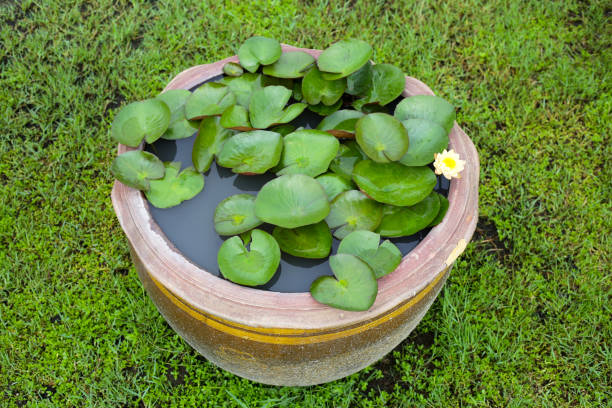 istock Beautiful water lily. Lotus pond 1751254061