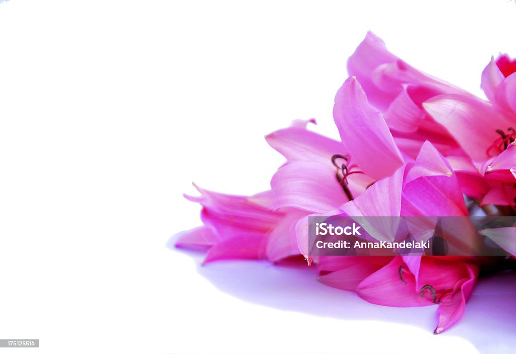 Cor de rosa - Royalty-free Amor Foto de stock