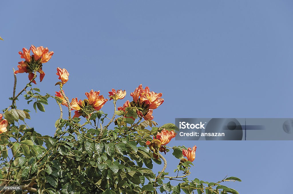 Árbol de flor roja - Foto de stock de Abril libre de derechos