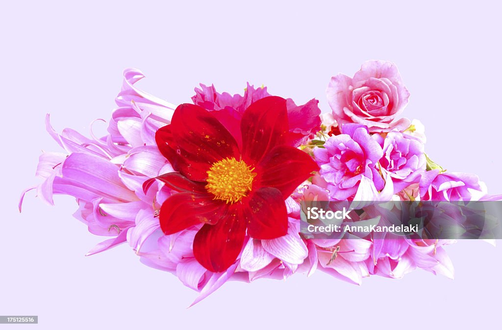 Rosa - Foto stock royalty-free di Amore