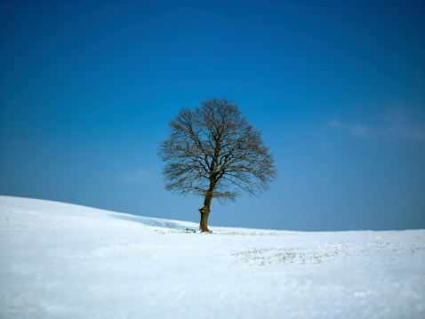 Tree on snow covered field on a sunny winter day. ultra large size