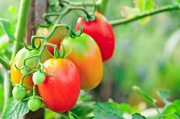 istock Bunch of Tomato Full 175125686