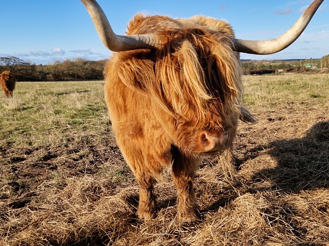 istock Highland cow 1751257265