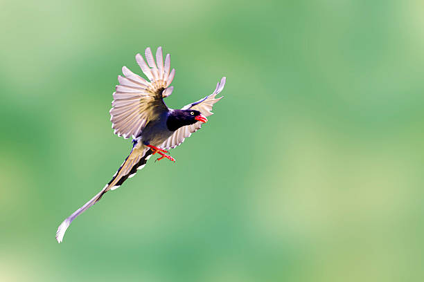 formosa blue magpie in flight stock photo