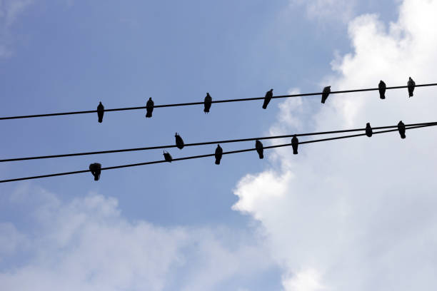 istock Silhouette birds on wire cable against blue sky 1751263683