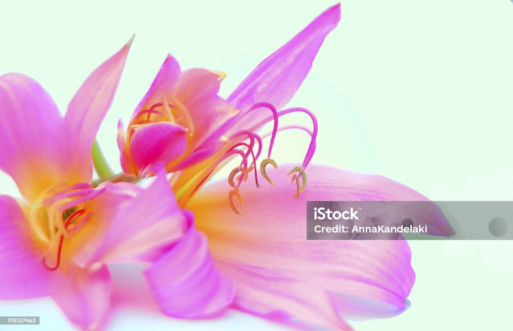 Cor-de-rosa - Foto de stock de Amor royalty-free