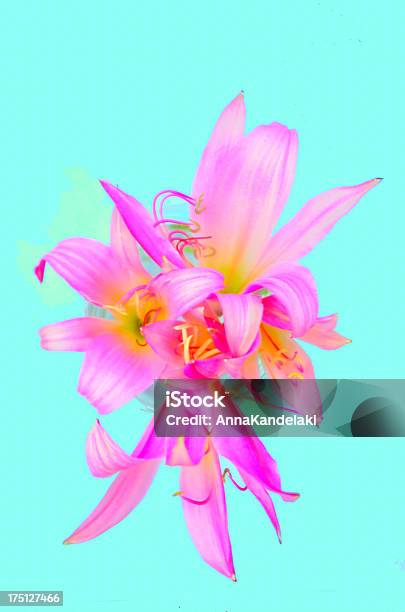 Pink Stockfoto und mehr Bilder von Baumblüte - Baumblüte, Blatt - Pflanzenbestandteile, Blume