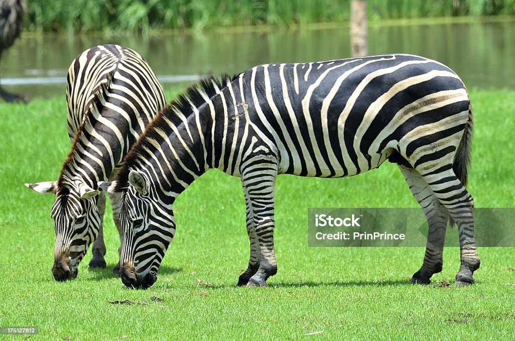 Sweet par de zabra convivir en grass field - Foto de stock de Cebra libre de derechos