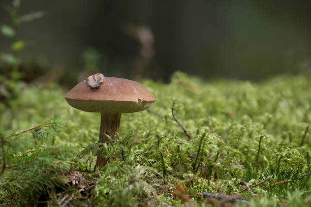 istock Wild bay bolete mushroom growing on moss in forest 1751281362