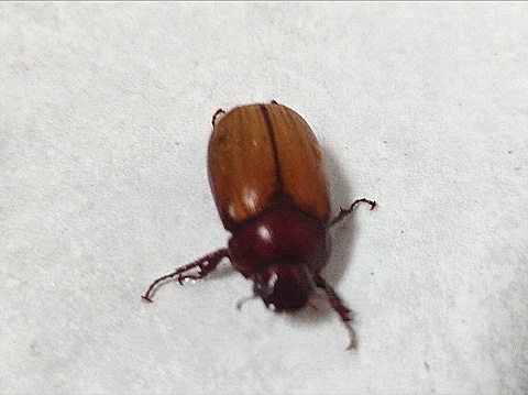 an upside down beetle, seen on a ceramic floor with an unfavorable body position. with the body upside down and with a weak body