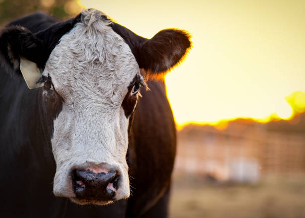 夕暮えの牛 - field hereford cattle domestic cattle usa ストックフォトと画像