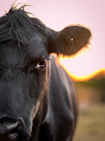 A beef cow enjoys a peaceful evening