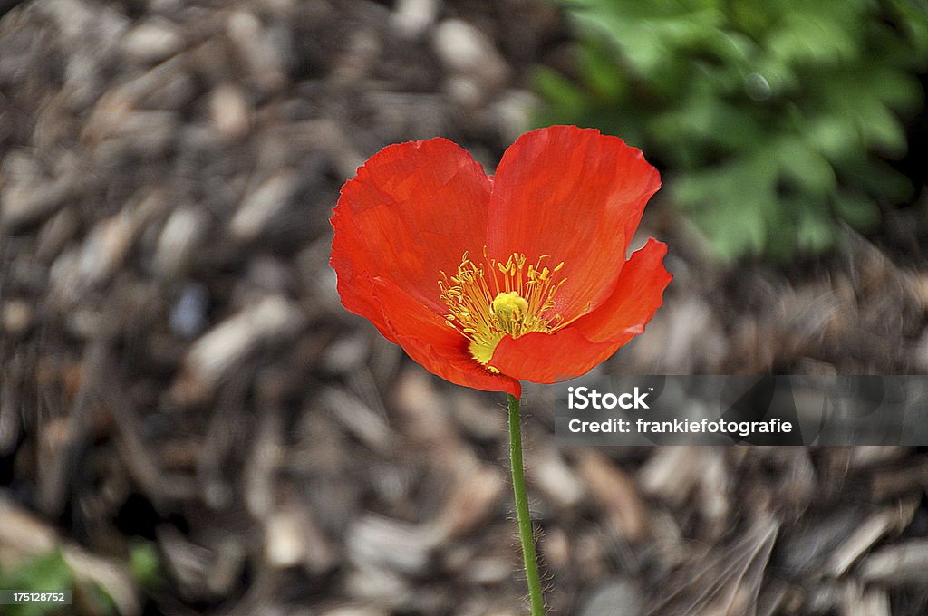 Uma flor de papoula vermelho - Foto de stock de Dia ANZAC royalty-free