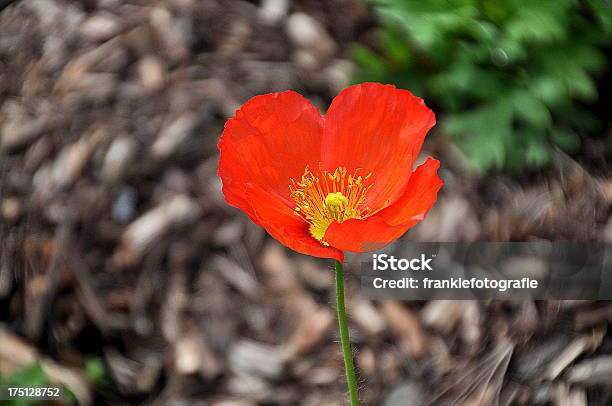 Foto de Uma Flor De Papoula Vermelho e mais fotos de stock de Dia ANZAC - Dia ANZAC, Sydney, Dia do Armistício