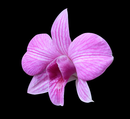 Dendrobium orchid or Orchidaceae flower. Close up pink-purple exotic dendrobium orchid flower isolated on black background.