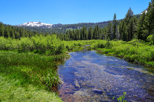 Mountain stream flowing through a lush green meadow with snow capped Mt Lassen in the background in Lassen Volcanic National Park