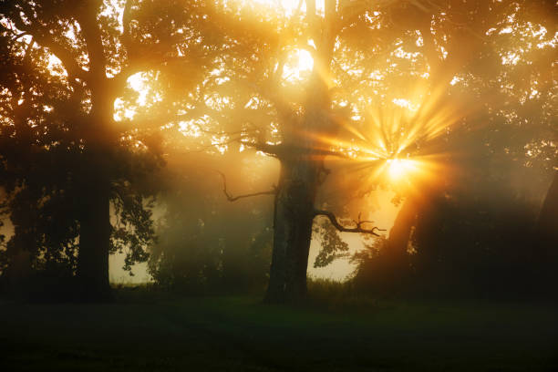 Sunbeams, Fog, Trees, Oaks