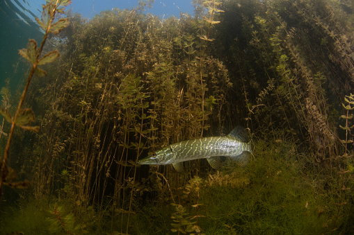 Northern pike, a fierce predator searches for prey among the lake weed.