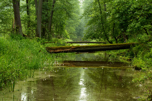 Image was taken in Kampinos National Park - Poland