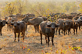 Large herd of African buffaloes (Syncerus caffer), Kruger National Park, South Africa