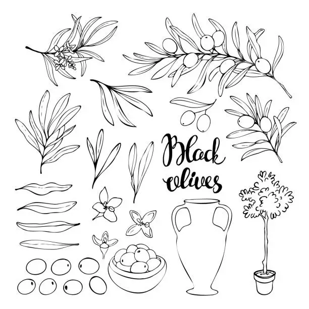 Vector illustration of Hand drawn vector set of olives, oil, flowers, ceramics isolated on a white background.