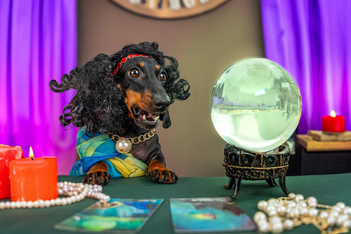 Bright parodic image of tarot fortune teller, dachshund dog in wig at table with crystal ball looks in amazement into future Astrologer, fortune teller charlatan with magical attributes predicts fate