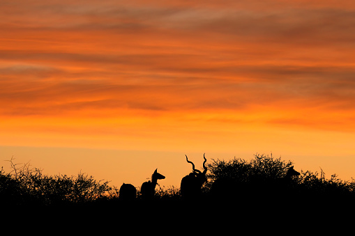 Kudu antelopes (Tragelaphus strepsiceros) silhouetted against an orange sky, South Africa