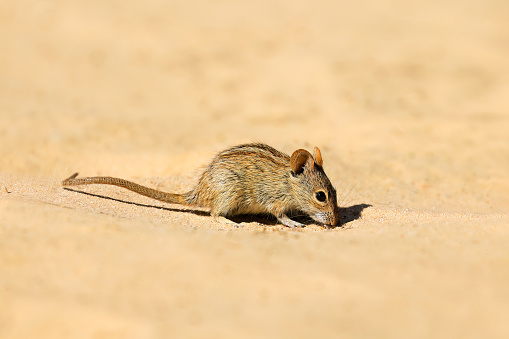 A small striped mouse (Rhabdomys pumilio) in natural habitat, South Africa