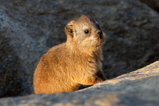 A young rock hyrax (Procavia capensis) basking on a rock, Augrabies Falls National Park, South Africa