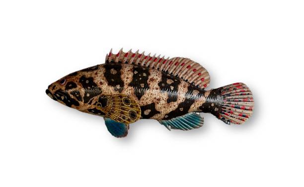 istock Simulated grouper fish, length 70 centimeters, beautiful colors. 1751327964