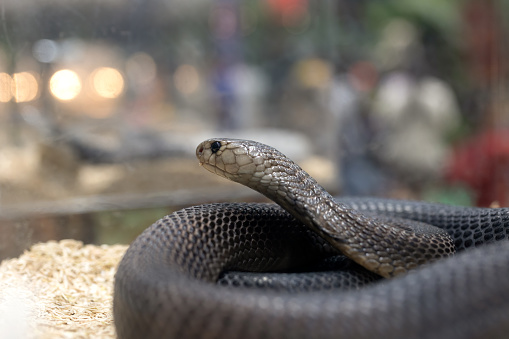 Close-up of a cobra coiled on the ground. The cobra is a venomous snake.