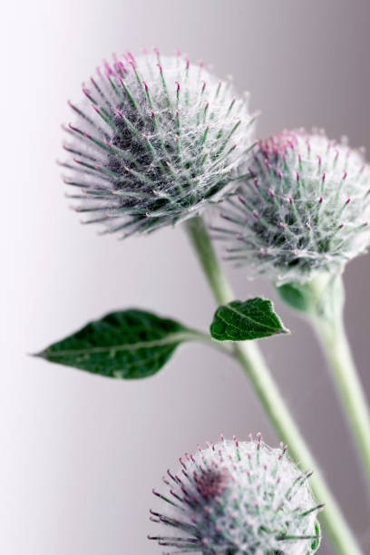 istock Burdock flowers close-up. Medicinal plant. 1751330823