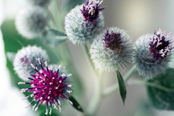 istock Burdock flowers close-up. Medicinal plant. 1751330830