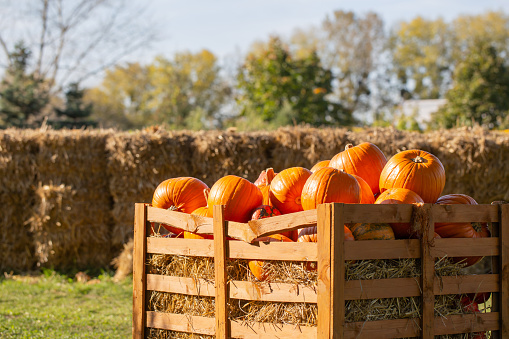 orange pumpkins on farm in sunny autumn day