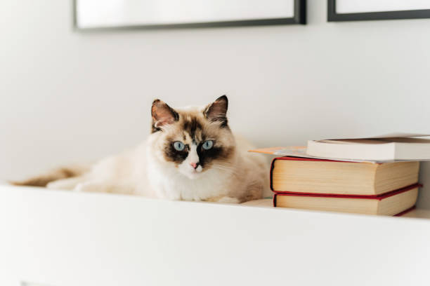istock Young beautiful purebred Ragdoll cat at home 1751335159