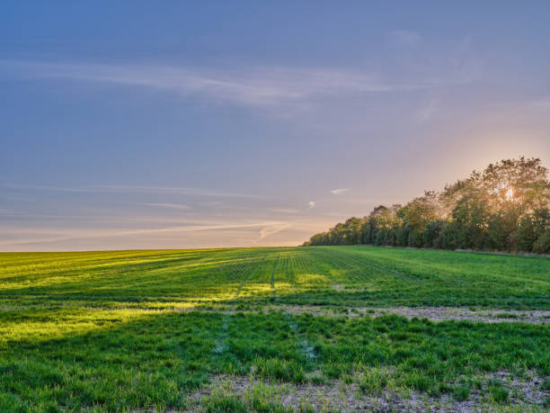 istock Green fields and blue sky in late summer early winter 1751336305