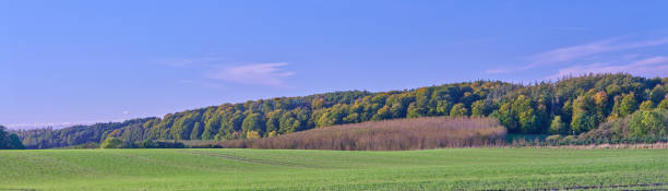 istock Green fields and blue sky in late summer early winter 1751336825