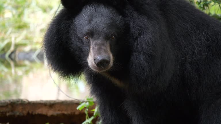 Asian Black bear close-up
