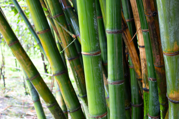 istock Fresh green bamboo tree in the garden 1751379410