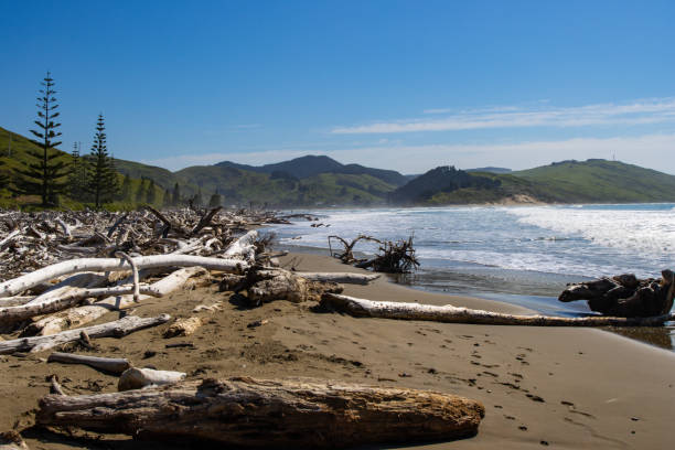 istock Massive amounts of driftwood on the beach 1751381645