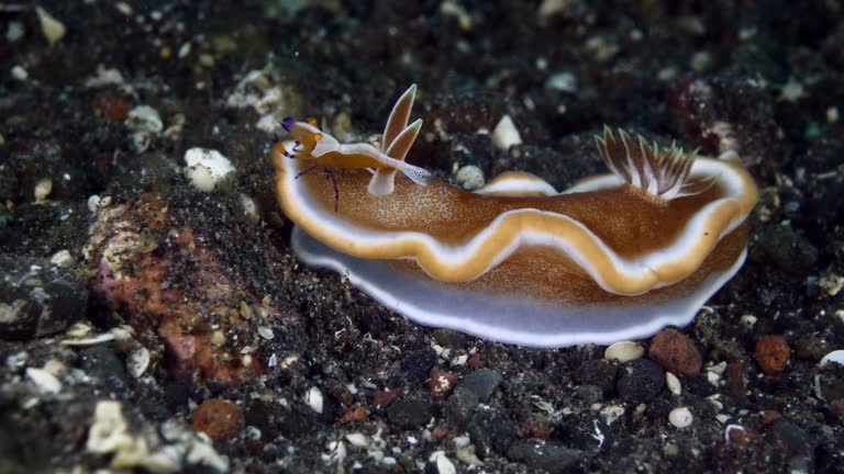 Sea slug behavior