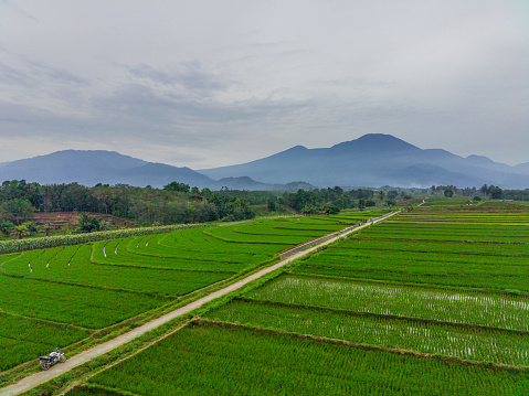 Beautiful morning view indonesia Panorama Landscape paddy fields with beauty color and sky natural light