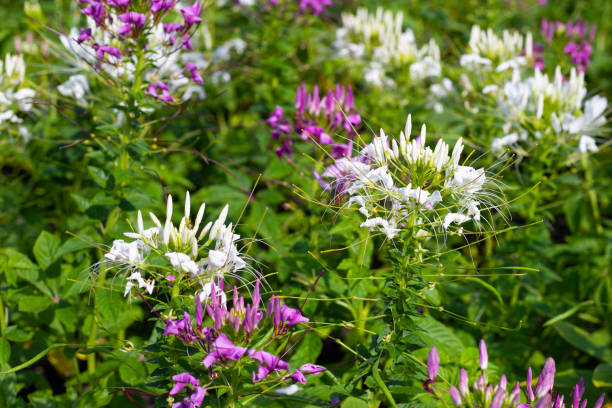 istock Cleome spinosa flower in the park 1751422855
