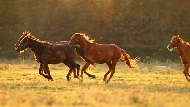 SLO MO Group of Female Brown Horses Running on Grassy Meadow in Countryside