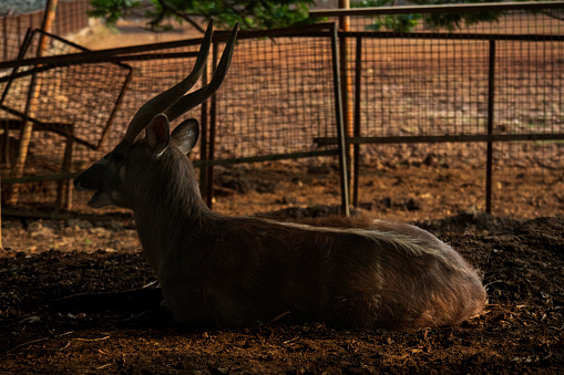 A male deer lying in his cage at Ragunan Zoo, South Jakarta