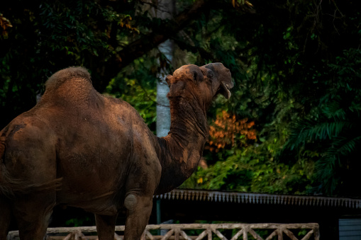 close up Camels relaxing at Ragunan Zoo, South Jakarta
