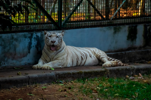 White tiger relaxing at Ragunan Zoo, South Jakarta