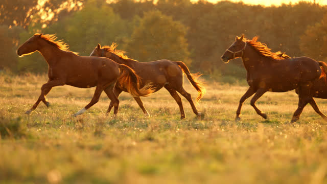 SLO MO Group of Female Horses Running on Grassy Meadow during Golden Hour