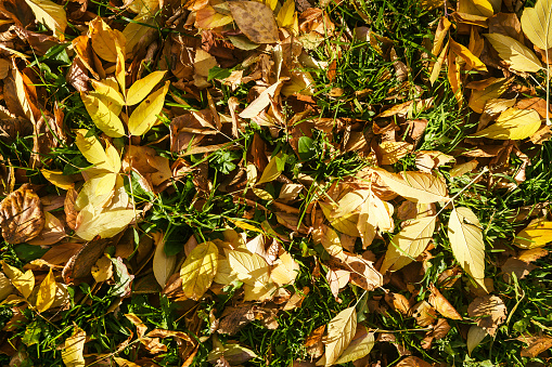 a yellow autumn leaves from trees fallen down and mixed with green grass