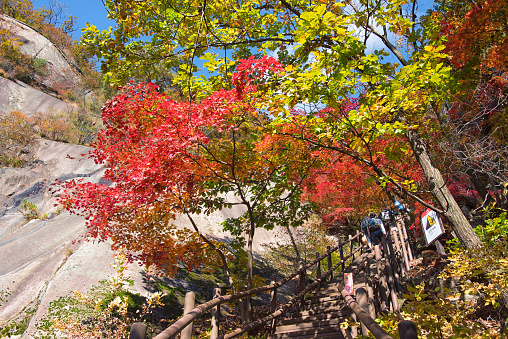 A group of multiracial friends are visiting a shrine during their travel.